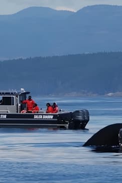 Ultimate Marine Whale & Wildlife Tour