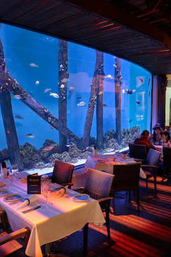Cairns Aquarium by Twilight with Dinner
