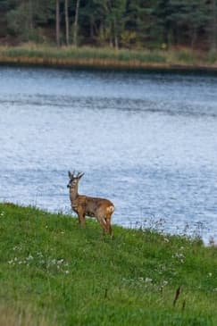 Wildlife Safari Small-Group in Stockholm