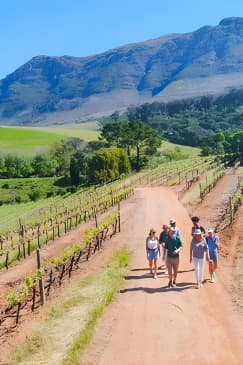 Constantia Wine Walk Storytelling Vineyard Tour with Lunch