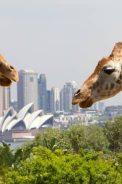 Taronga Zoo Sydney: Entry Ticket + Return Ferry