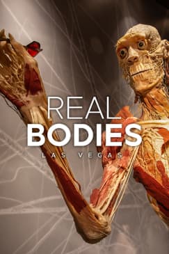 Real Bodies: A Journey Through the Human Experience