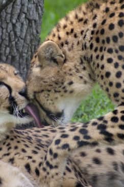 Central Florida Zoo & Botanical Gardens: Skip The Line