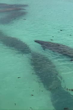 Manatee Discovery Anna Maria Island
