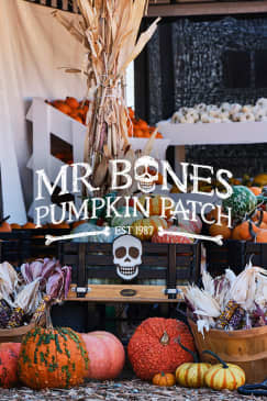 Mr. Bones Pumpkin Patch