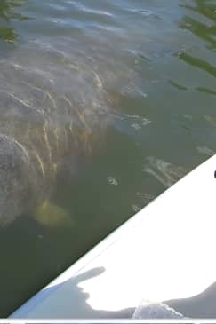 Lovers Key Guided Eco Tour-Mangrove Estuary 