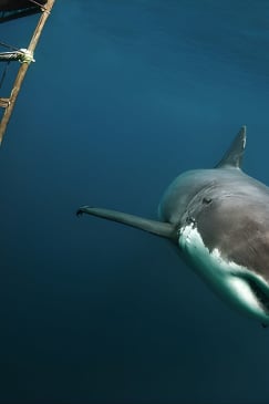 Shark Explorers
