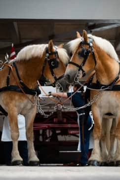 Home of Carlsberg: Admission ticket including a free beer or soda