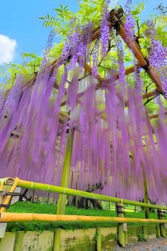 Kyoto Day Tour Uji River Matcha Experience