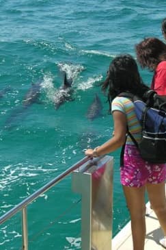 Dolphin Watch + Sailing - Port Stephens