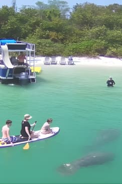 Private Siesta Funship Adventure/Dolphin Cruise Sandbar Stops 