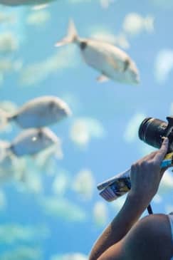 Palma Aquarium: Entrada + Traslado Alcudia - Puerto Pollensa