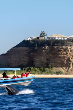 Humpback Whale Encounter Tour from Newcastle