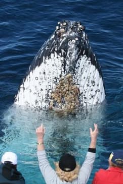 Spirit of Gold Coast Whale Watching
