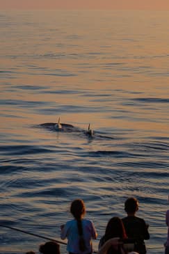 Avistamiento de delfines en Mallorca con Click Mallorca