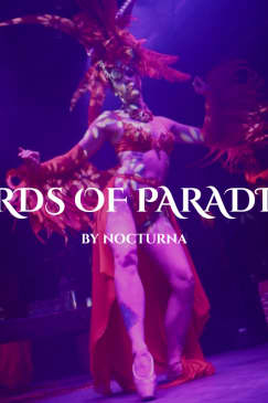 Birds of Paradise by Nocturna