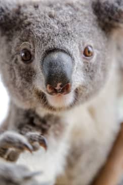 Sydney Multi Attraction Pass