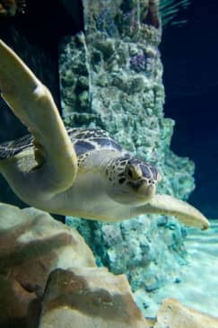 Acquario di Livorno