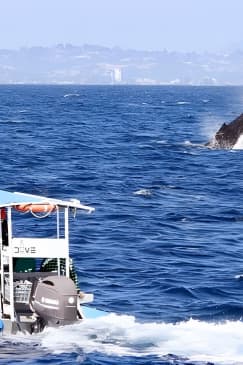 Small Boat Whale Watching Tour in Gold Coast