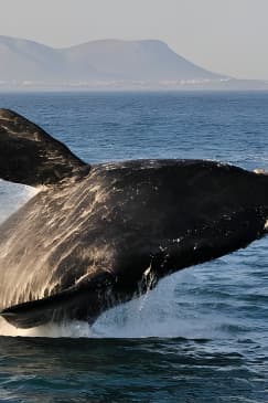 From Cape Town: Full Day Guided Hermanus Explorer Tour