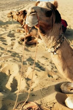 Half Day Camel Ride Agafay with Pickup