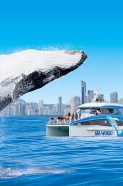 Whale Watching by Sea World Cruises