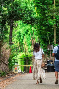 Kyoto Guided Tour of Bamboo Forest, Temple and more
