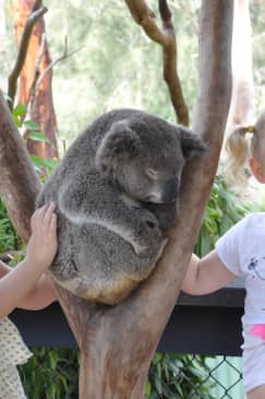 Australian Reptile Park