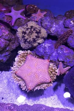 Marine Life Encounter at Cairns Aquarium