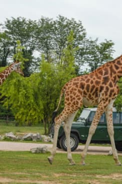 Parco Natura Viva: Biglietto a data aperta