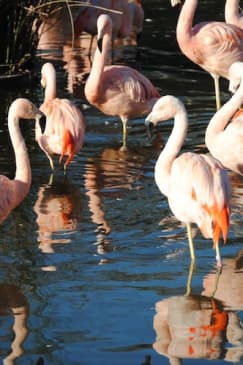 Zoológico de Temaikèn: Entrada y transporte desde Buenos Aires