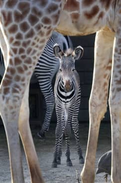 ARTIS Amsterdam Zoo