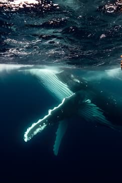 Swim with Whales Gold Coast