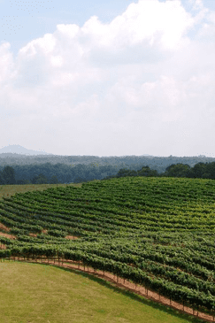 Dahlonega Mystery Picnic: Self-Guided Foodie Adventure