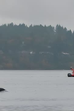 Zodiac Marine Wildlife Excursion from Victoria