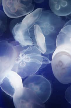 The Florida Aquarium: Skip The Line