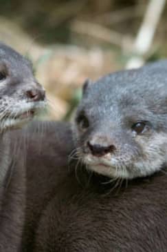 Melbourne Zoo: Entry Ticket