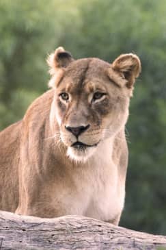 San Diego Zoo Safari Park: Discover the Adventure of a Lifetime