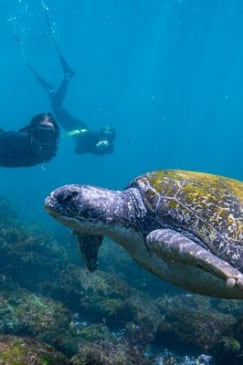 Snorkel with Turtles Gold Coast