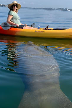 Sarasota Mangrove Tunnel Guided Kayak Adventure