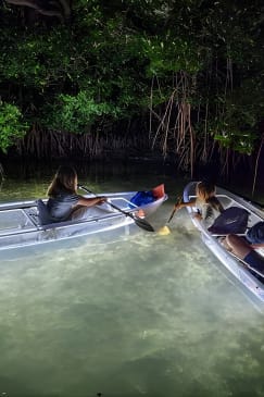 Clear Kayak LED Night Glass Bottom Tour - Siesta Key, FL