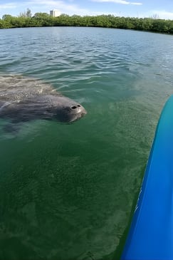 Lido Key Pedal Kayak Tour en Sarasota