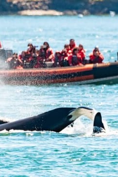 Whale Watching Tour in a Zodiac Boat in Victoria