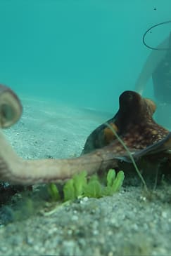Florida Vacation Private Scuba Dive with Expert BOGO Special