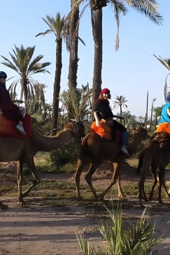 Promenade à dos de chameau au coucher du soleil dans la palmeraie de Marrakech