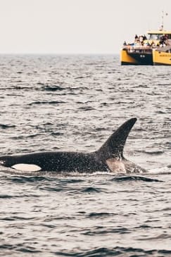Aventura de Medio Día de Avistamiento de Ballenas desde Victoria