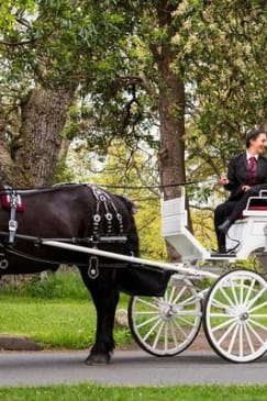 Beacon Hill Park Horse-Drawn Carriage Tour of Victoria