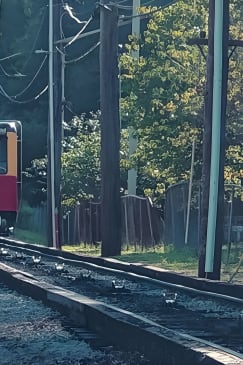 Derailed: Trolley Tour and Train Ride in Chattanooga