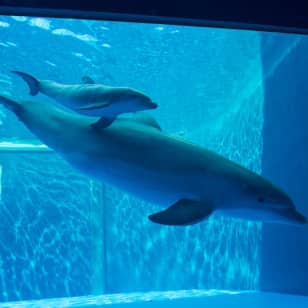 Acquario di Genova: Ingresso tardivo + aperitivo genovese