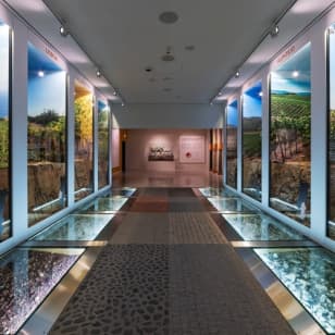 The Wine Experience: descobre tudo sobre o vinho